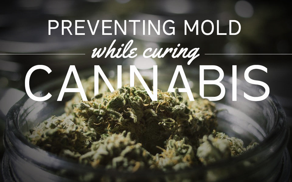 Preventing Mold While Drying and Curing Cannabis