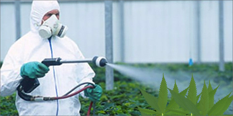 Pesticides are Problematic in Oregon Cannabis Industry
